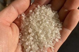 【ちょろぴー】愛媛県産あきたこまち100%　２０Kg　農家直送 Amazon.co.jp: 愛媛県産 あきたこまち (10kg) : 食品・飲料・お酒