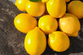 小粒な春レモン娘(栽培期間中農薬不使用・有機肥料・ノーワックス防腐剤)7個