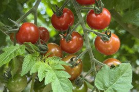 採れたての香り♪てっちゃんの完熟ミニトマト1kg（500g×2p）朝採り農園直送便