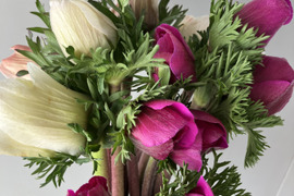 【アネモネ】ピンクなど暖色系&白　　💐12本2束セット💐