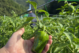 【予約】【子供も喜んで食べる🫑】　朝採れ発送！　兵庫県香美町産「たじまのピーマン１ｋｇ」