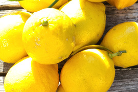 小粒な新春レモン娘(栽培期間中農薬不使用・有機肥料・ノーワックス防腐剤)(10個入り)