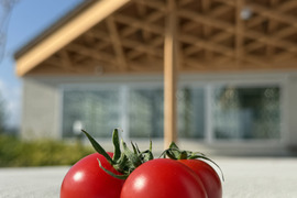 福島県大熊町産 サンゴ砂礫農法の甘いミニトマト〈サイズ選別済み・家庭用〉800g〜3kg