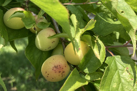 【訳あり傷あり】自然農法で大事に育てた小梅（青〜ちょっと黄色）（5kg）