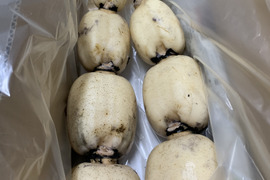 ミシュランガイド掲載店に納品！！ れんこんグランプリ 最優秀賞 ２連覇！！【贈答２キロ】