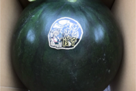 予約販売！6月23日〜発送贈答用黄果肉西瓜サンダーボルト2Lサイズ1玉入り