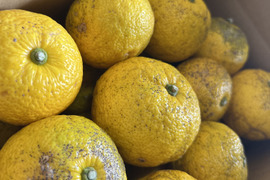 果汁搾り用ゆず正味2㎏（18個〜23個）