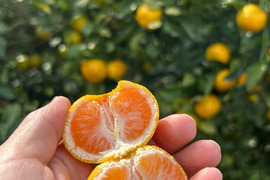 原口早生みかん”3kg