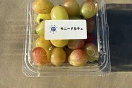 【まずは食べてみて】サニードルチェ＋農園おすすめ1種｜粒で楽しむぶどう食べ比べ 約460g
