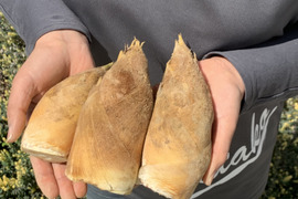 【京都産】朝掘り京たけのこ（こぶりサイズ）｜使いやすい日常用