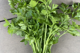 イタリアンパセリ　1キロ　栽培期間農薬不使用