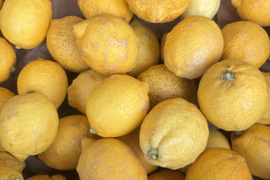訳あり　愛媛県産　瀬戸内　栽培期間中農薬不使用　国産レモン　2kg