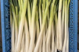 甘い長ネギ【夏扇パワー】有機肥料栽培　除草剤不使用　群馬県産　20本　訳アリサイズ
1cmほど
