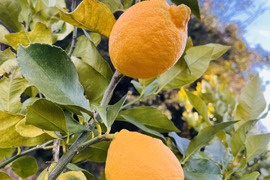 [自然栽培]淡路島産リスボンレモン(3kg)栽培期間中農薬不使用、肥料不使用