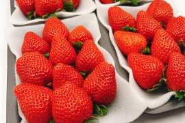 【旬割-500円】【さちのか】4P!山の斜面で十分な日光を浴びたビタミンCたっぷり苺！1kg