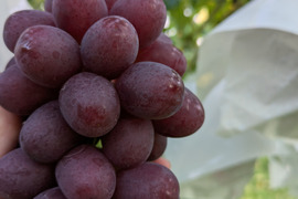 甘さと香りのクイーンルージュ2房入60サイズ箱