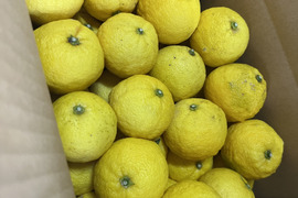 【季節限定】 小ゆず正味1.8㎏（24個〜28個）