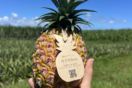【贈答用】希少品種！！ホワイトココ1玉🥥🍍(1.3kg〜)