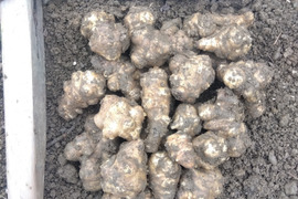 【畑から直送】掘りたての菊芋
土付きでお届けします。掘ったままなので栄養素のイヌリンも失われません。
また保存にも適した土付きの菊芋がお薦めです。
【健康食始めませんか　菊芋　お試し1.5kg入り】