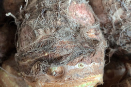 【超レア商品】里芋の親芋5キロ