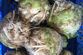 根セロリ / celeriac 1.2kg(2〜3個)