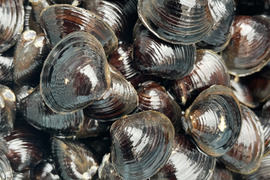 活しじみ3kg16mm前後の一般的に大きいとされるサイズ！
十三湖では中サイズです！　今だけお得な価格です！一度食べたらやみつきに^_^