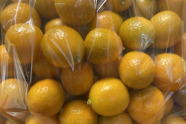 1箱限定！金柑2.5キロ