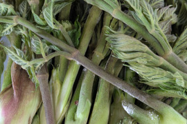 タラの芽　たらのめ　天然　山菜　約300-400ｇ程度　サイズバラバラ