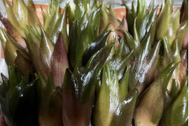 【森の茗荷】群馬県東吾妻町産　みょうが　600g 国産