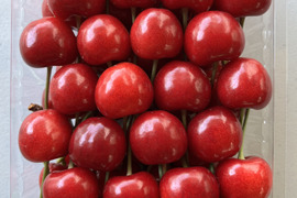 近日中発送！【クール便】紅てまり 500g箱 LM混み さくらんぼ