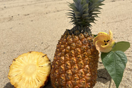 【贈答用】【人生を変えた極上パイナップル！！】完熟ゴールドバレル🍍(1.8〜2kg)1玉