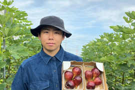 【完熟】城陽産輝きのいちじく　エヌベール農園