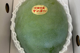 【限定数販売】沖縄・宜野座育ちのキーツマンゴー【1玉、約800g以上】
