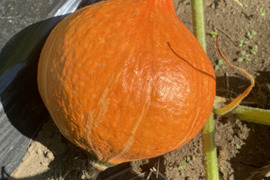 【2玉3ｋｇ】八ヶ岳西麓産　農薬化学肥料不使用　『打木赤皮甘栗かぼちゃ』