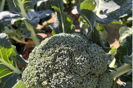 特別栽培ブロッコリー【農薬・化学肥料を抑えて育てました】