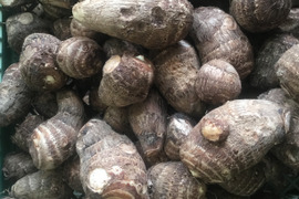 【自然栽培・無農薬無肥料】訳あり里芋3キロ