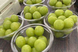 シャインマスカット【1.5kgパック詰め】種なし皮ごと食べられる大人気品種
