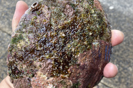島根県産　特大天然黒鮑 1枚