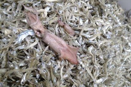 新物出荷中！！食べ応え抜群！ ちりめん　お徳用　５0０g