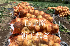 伝票届き次第すぐ発送　白子産　新玉ねぎ　10kg ソニック
