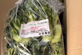 スティックセニョール　頂花蕾　2kg 数量限定