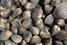 旨みがギュッとつまった！十三湖産大和しじみ冷凍1kg
