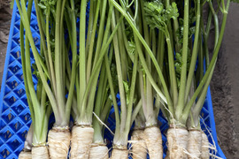 葉付き根パセリ / parsley root 600g