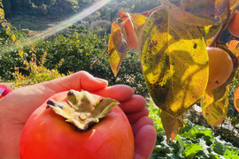 １週間限定販売！【西果樹園の富有柿】８個