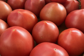 完熟！桃太郎トマト🍅4kg