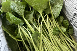 【朝採り当日発送】120年守る安曇野の湧水育ち。希少な「葉わさび2kg」