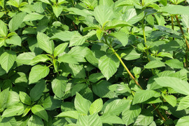 野菜の王様 ！！モロヘイヤ　１kg　今が旬で栄養満点　暑い夏にピッタリ　農薬化学肥料不使用