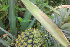 石垣島蜜蜂農園のスナックパイナップル3玉3キロ