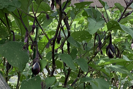 みずみずしさ抜群！今が旬の伝統野菜下田ナスを朝採りで！