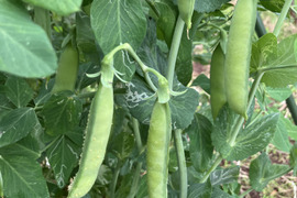 自然栽培のうすいえんどう　1Kg
